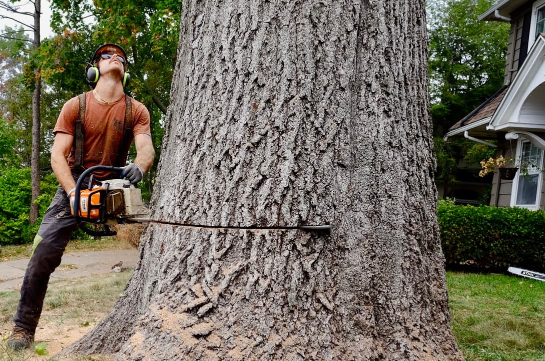 Tree Felling