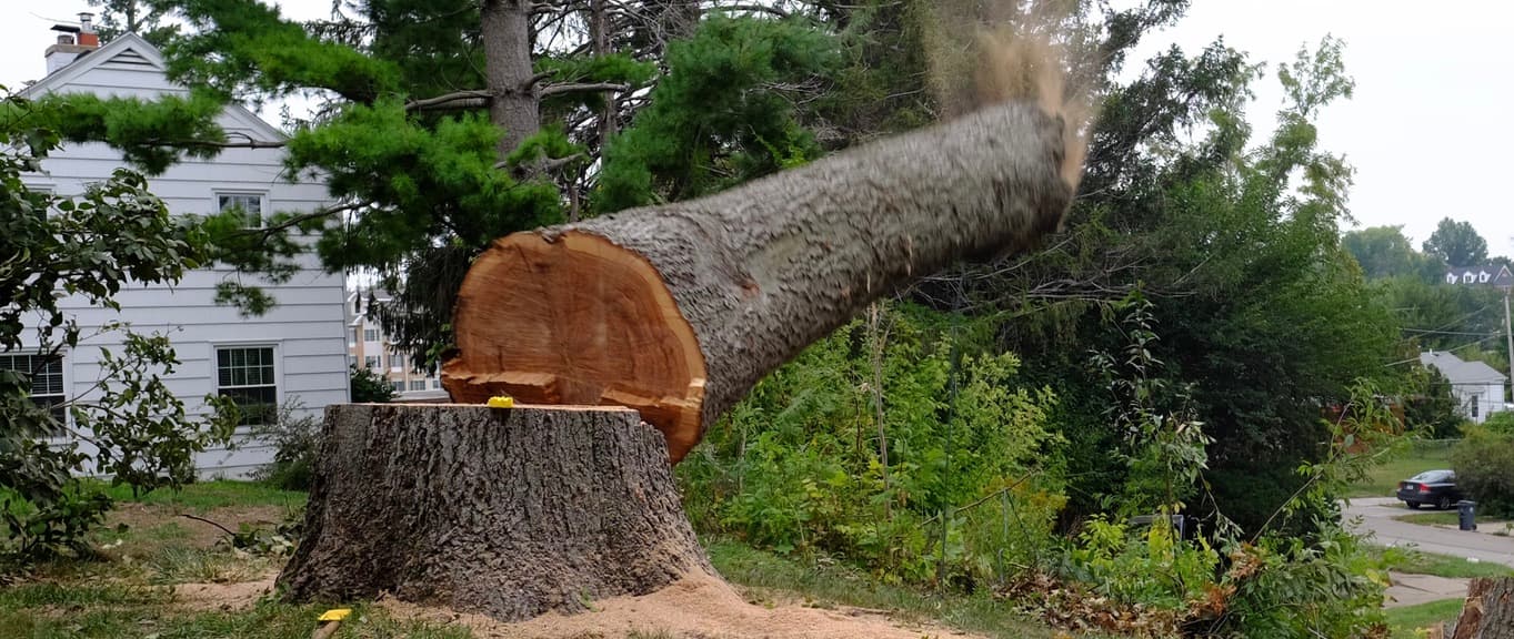 Tree Removal