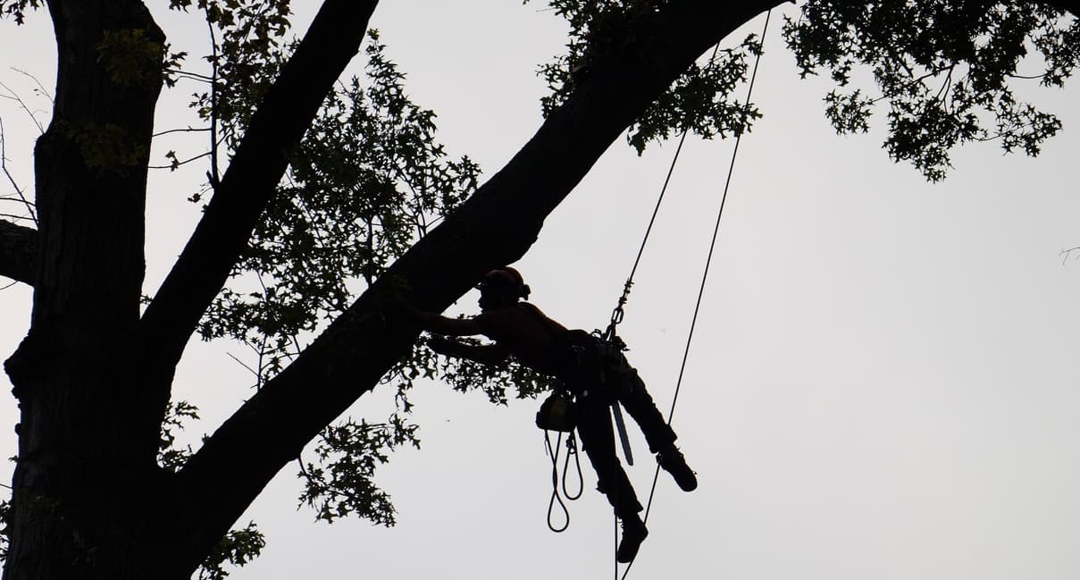 Tree Trimming